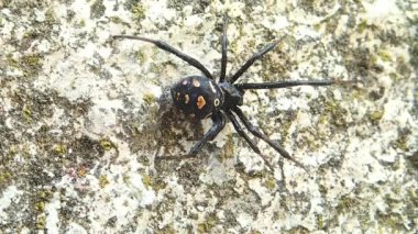 Genç dul örümcek çerçeve bırakarak siyah 