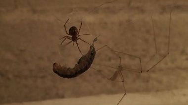 Koçanı web örümcek ve kafatası örümcek bir tırtıl ile 