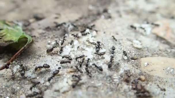 Муравьи и личинки меняются местами — стоковое видео