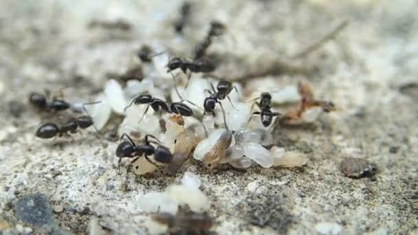 Fourmis et larves en mouvement 
