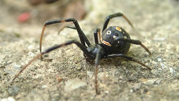 Black widow spider waiting and running — Stock Video