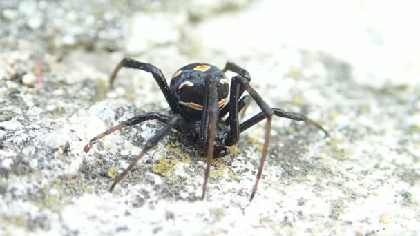 Νεαρή μαύρη χήρα αράχνη περιμένει και τρέχει — Αρχείο Βίντεο