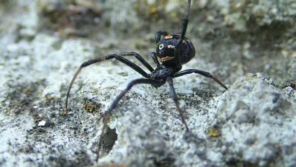 Junge schwarze Witwe Spinne bewegt sich ein wenig — Stockvideo