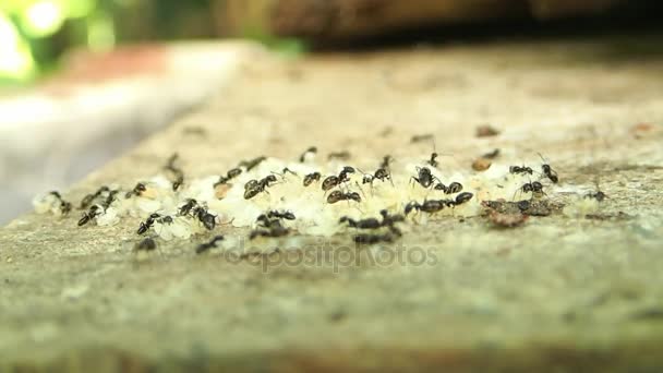 Myror som arbetar med deras ägg och larver — Stockvideo