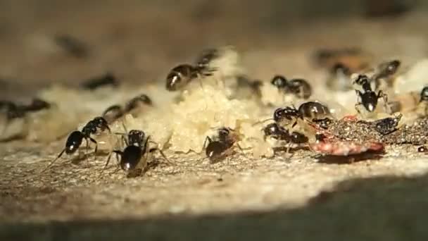 Ants and their eggs and larvae — Stock Video