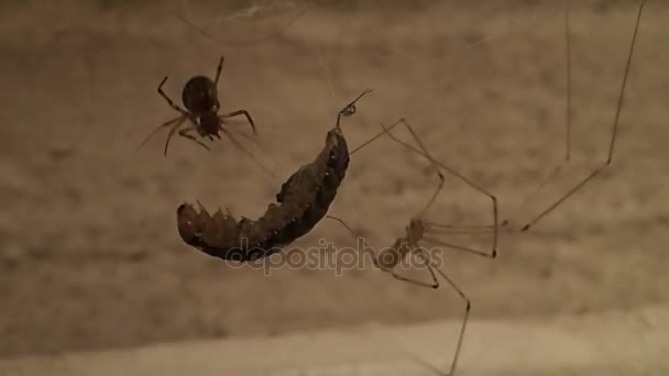 Teia de espiga aranha e crânio aranha trabalhando juntos — Vídeo de Stock