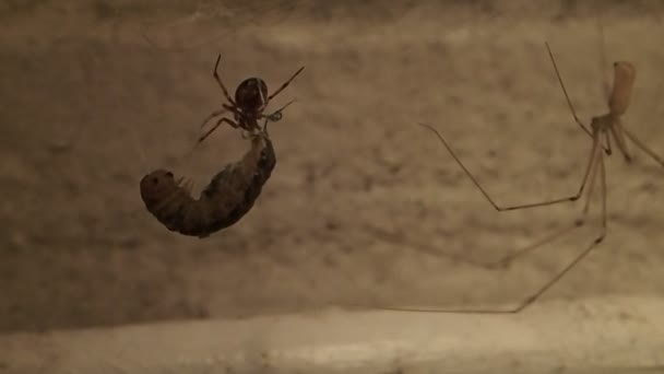 Cob web spider preparing its prey — Stock Video