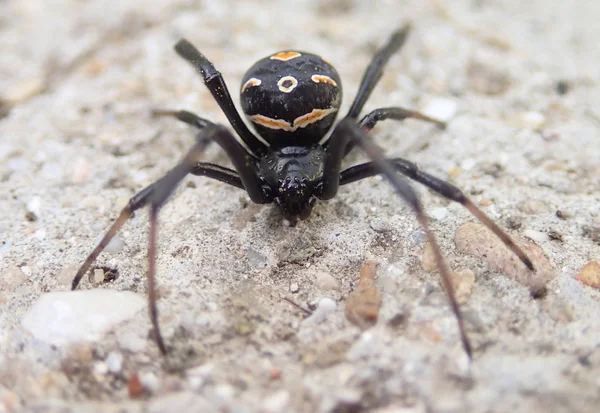 Νεαρή μαύρη χήρα αράχνη Εικόνα Αρχείου