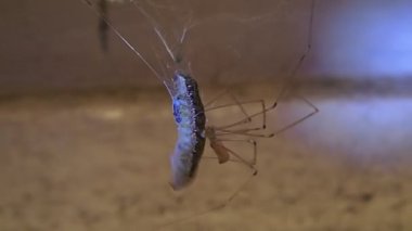 Kafatası örümcek ısırığı bir tırtıl için uygulama  