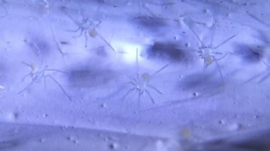 Kiler örümcek biraz hareketli bebekler  