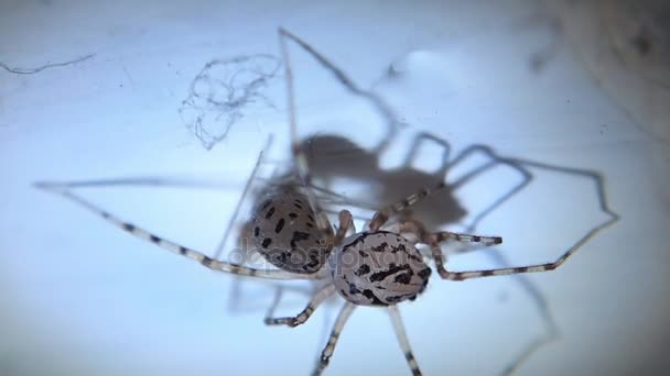 Пятнистый паук доедает, паук в подвале — стоковое видео