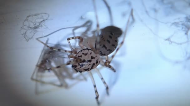Araignée finissant son repas  