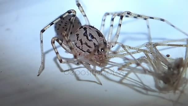 Spotted spider i jego zdobycz prawie gotowy — Wideo stockowe