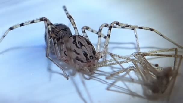 L'araignée et sa proie, une araignée de cave 