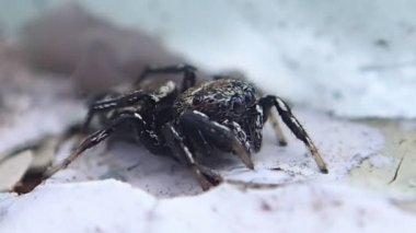 Örümcek biraz hareketli atlama 