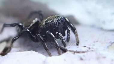 Örümcek dönüm ve bırakarak atlama