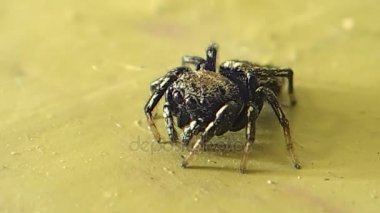 Örümcek biraz hareketli atlama