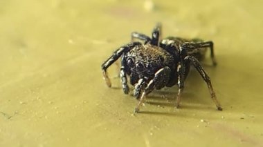 Biraz hareket örümcek atlama ve bırakarak 