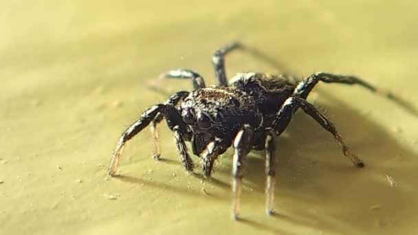 Jumping spider moving — Stock Video