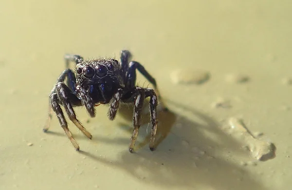 Araignée sauteuse seule sur le sol — Photo