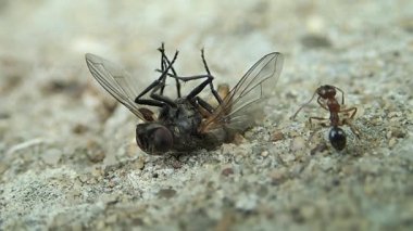 Bir sinek taşımaya çalışıyor karınca