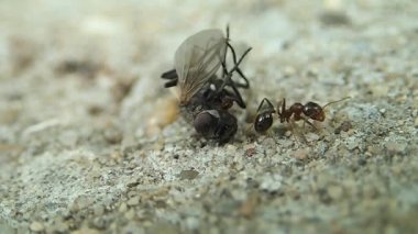 Karınca ve bir sinek