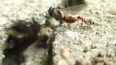 Bir sinek çekerek karınca