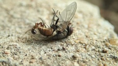 Karınca bir sinek yürütmek çalışıyor