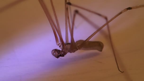 Aranha da adega macho — Vídeo de Stock