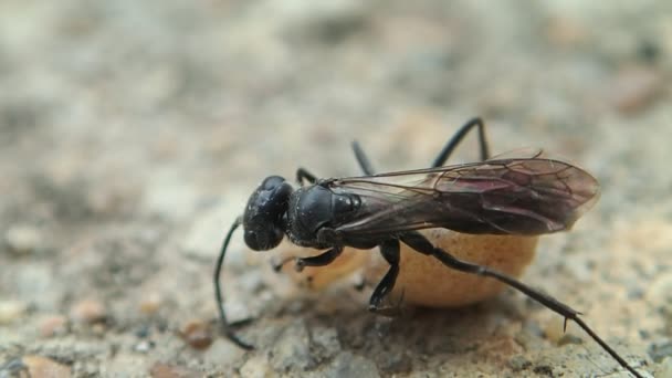 Svart wasp och dess benlösa spindel — Stockvideo