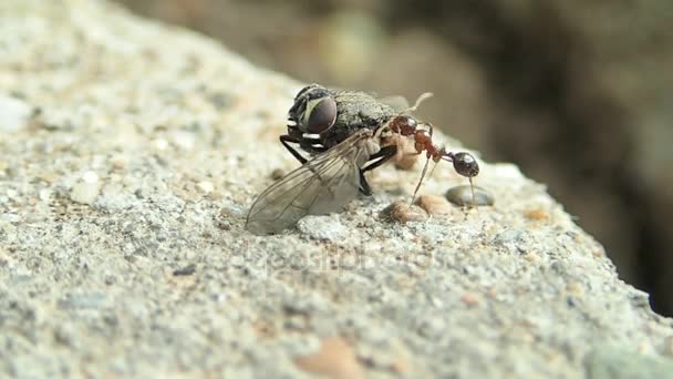 Formiga movendo uma mosca — Vídeo de Stock