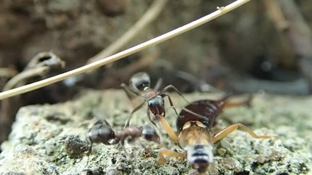 Formigas tentando carregar um auricular — Vídeo de Stock