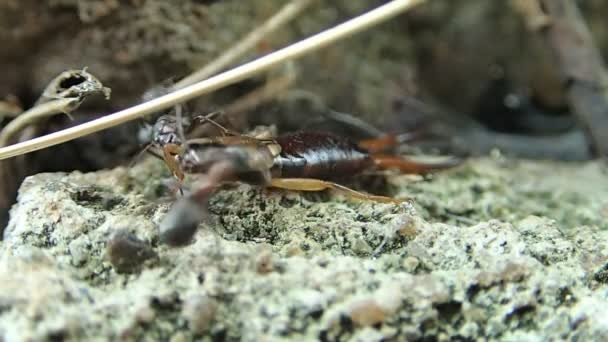 Two ants trying to carry an earwig — Stock Video
