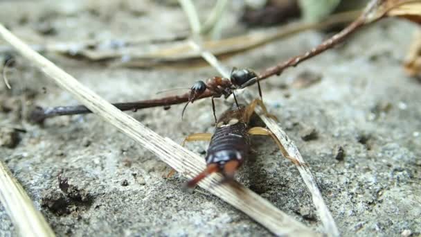 Ant trying to carry an earwig — Stock Video