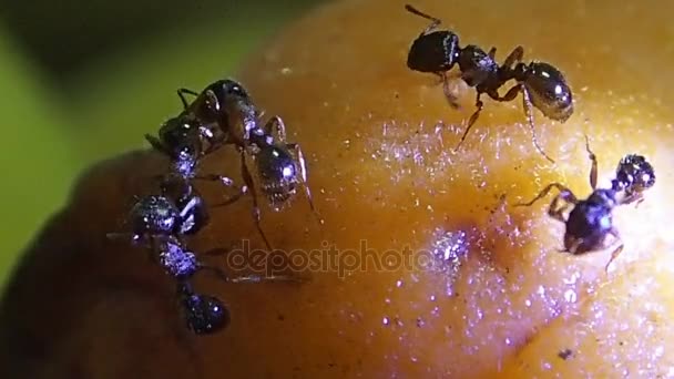 Ants cleaning each other on a fruit — Stock Video