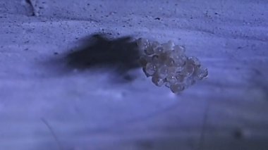 Damızlık yumurta ve tavanda bebekler ankraj mahzeni örümcek anne