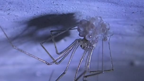 Cellar spider mother preparing its hatching eggs — Stock Video