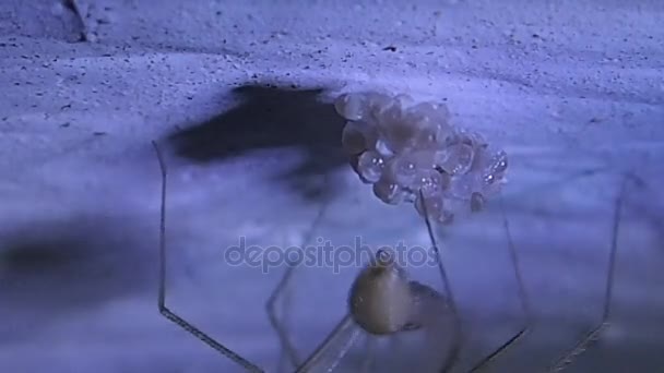 Погребальная мать паука привязывает свои инкубационные яйца — стоковое видео