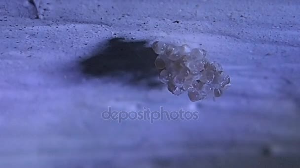 Sklep spider matku kotvení jeho vylíhnutí vejce na strop — Stock video