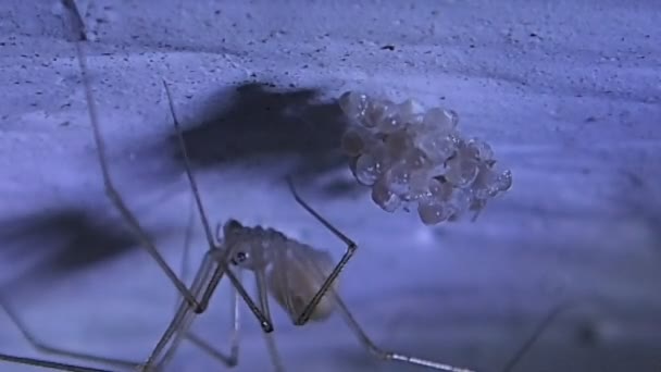 Cellar spider mother and its hatching eggs on ceiling — Stock Video