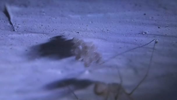 Cave araignée mère ancrant ses œufs à couver et bébés 