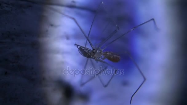 Pequeña araña del sótano comiendo un insecto — Vídeos de Stock