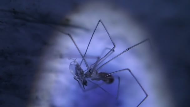 Joven araña craneal comiendo un insecto — Vídeos de Stock