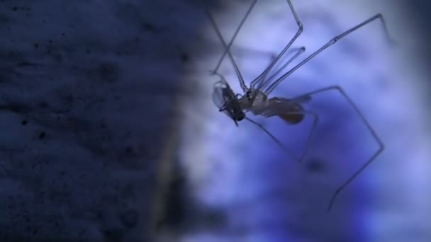 Jeune araignée de cave mangeant un insecte 