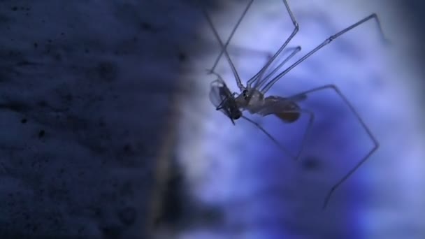 Young cellar spider eating an insect — Stock Video