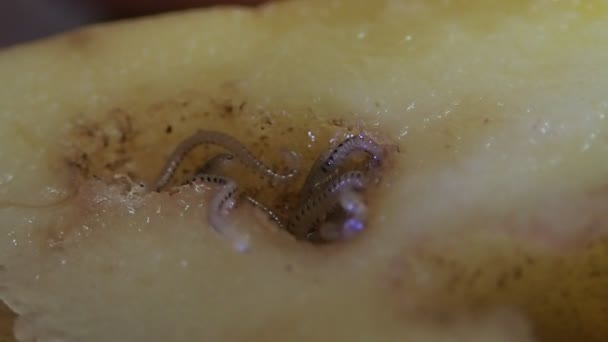 Millipèdes dans une tranche de pomme de terre — Video