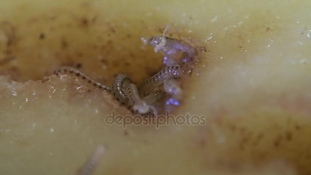 Millipèdes se déplaçant sur une tranche de pomme de terre — Video