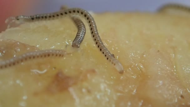 Millipèdes sur une tranche de pomme de terre  