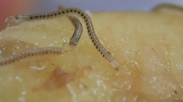 Millipèdes sur une tranche de pomme de terre — Video