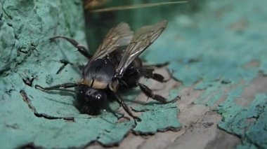 Yaban-arısı çıkmam kuru bir yağmur sonra çalışıyor